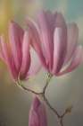 USA, Washington State, Seabeck. Close-up of tulip magnolia blossoms. Art Print